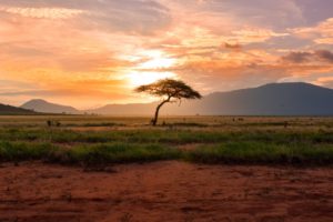 tree between green land during golden hour